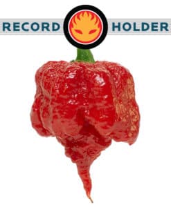 Top 10 World's Hottest Peppers [2020 Update] New Hottest Pepper