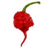 7 Pot Primo