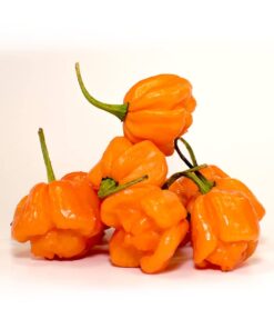 Alternative view of Bahamian Goat Pepper