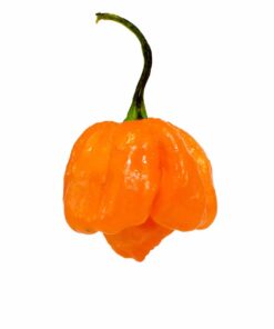 Bahamian Goat Pepper