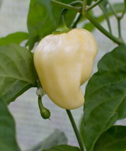 Alternative view of Giant White Habanero