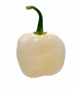 Giant White Habanero