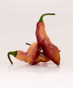 Alternative view of Pink Tiger