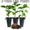 LIVE Chocolate Bhutlah Plants (3-Pack)