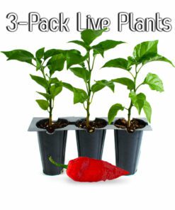 LIVE Ghost Pepper Plants (3-Pack)