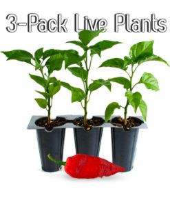 Live Ghost Pepper Plants