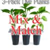 Mix and Match LIVE Superhot Pepper Plants (3-Pack)
