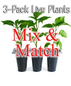 Mix and Match LIVE Superhot Pepper Plants (3-Pack)