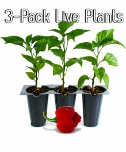 LIVE Moruga Scorpion Plants (3-Pack)