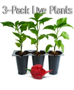 Live Carolina Reaper Plants