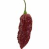Chocolate Ghost Pepper (Bhut Jolokia)