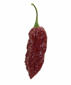 Chocolate Ghost Pepper (Bhut Jolokia)