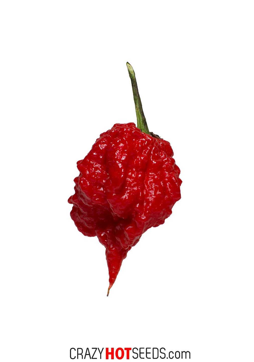 7 Pot Primo