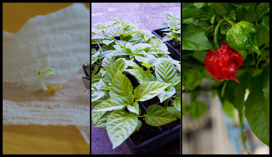 Growing Hot Peppers