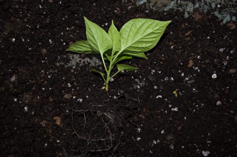 Ultimate Guide to Growing Hot Peppers From Seed to Harvest