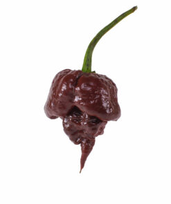 Chocolate Carolina Reaper