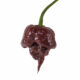 Chocolate Carolina Reaper