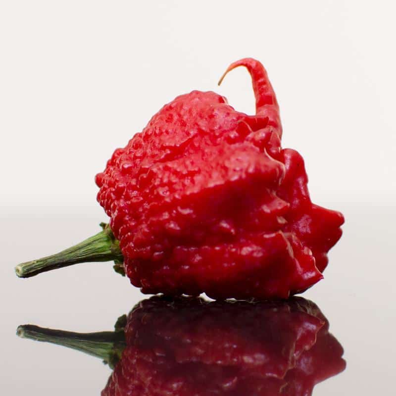 Chilli carolina reaper 10 or more Seeds Blocks Guide and free!