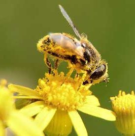 bee pollen allergy