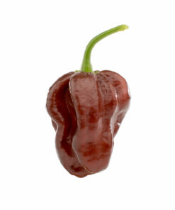Chocolate Habanero
