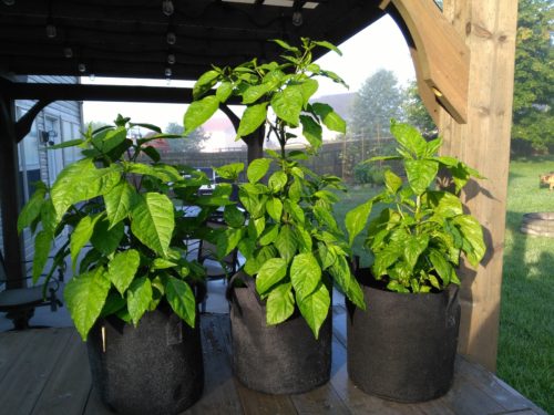 LIVE Carolina Reaper Plants (3-Pack) photo review