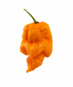 Orange Carolina Reaper
