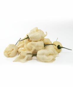 Alternative view of White Carolina Reaper
