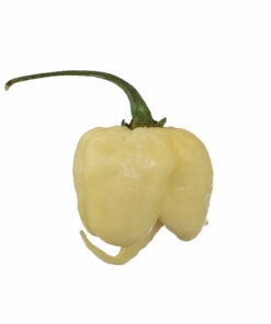 White Carolina Reaper