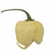 White Carolina Reaper