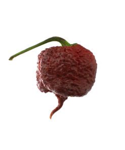 Chocolate Brain Reaper Pepper